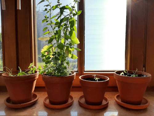 Salat- und Kräuterpflanzen auf der Fensterbank
